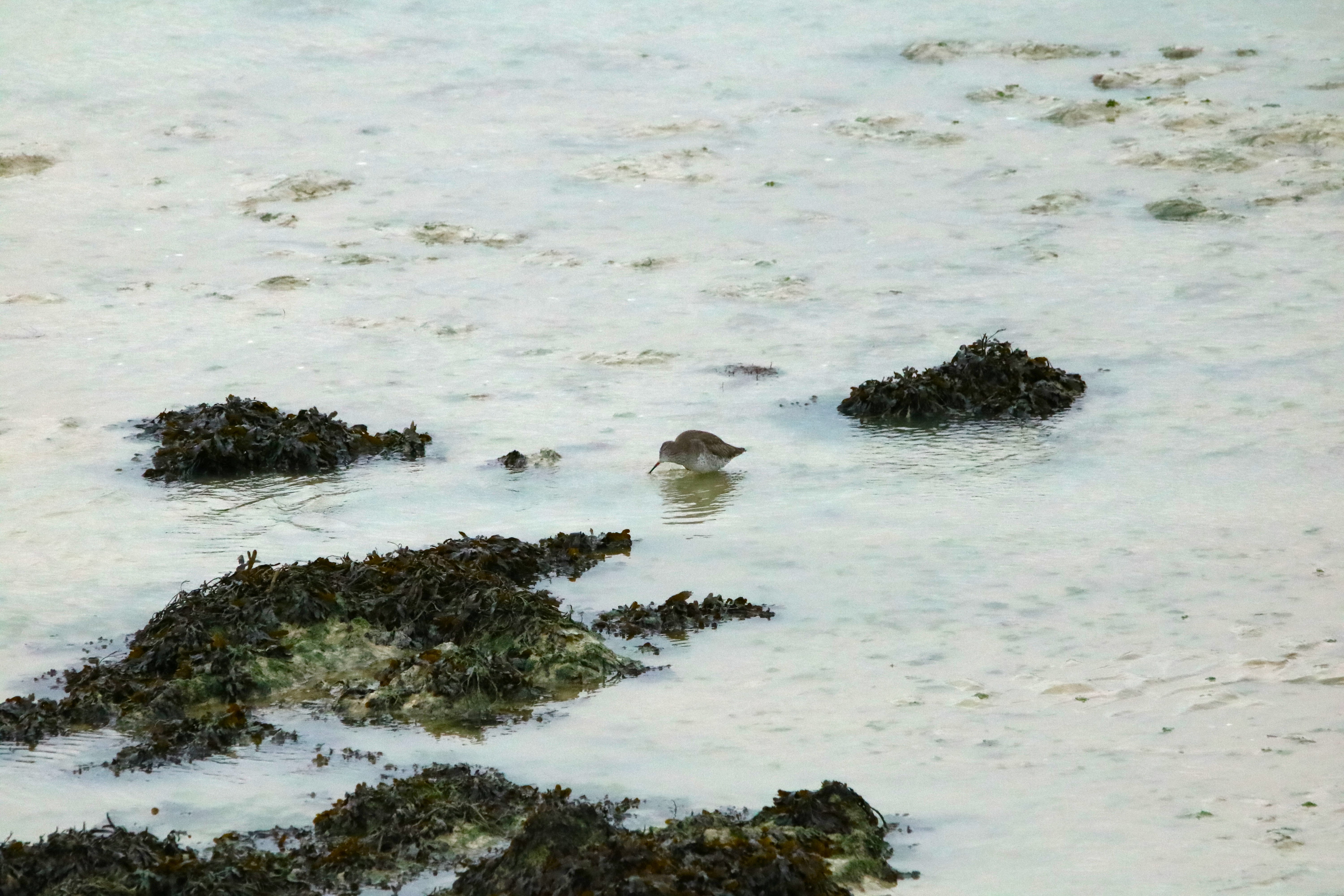 Bécasseau maubèche pointe Illemont 17 décembre 2024 2.JPG