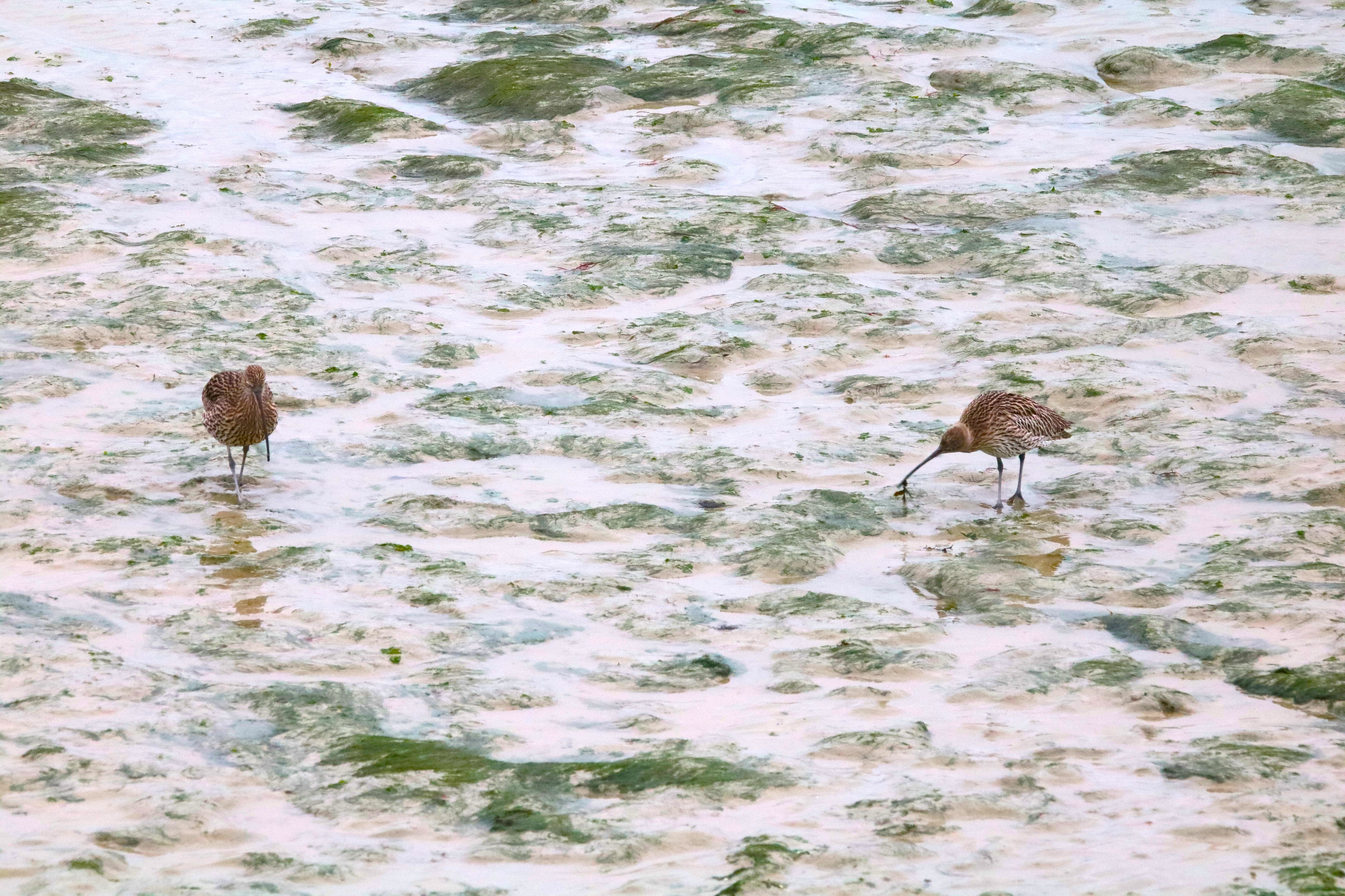 Courlis cendré pointe Illemont 17 décembre 2024 (3).JPG