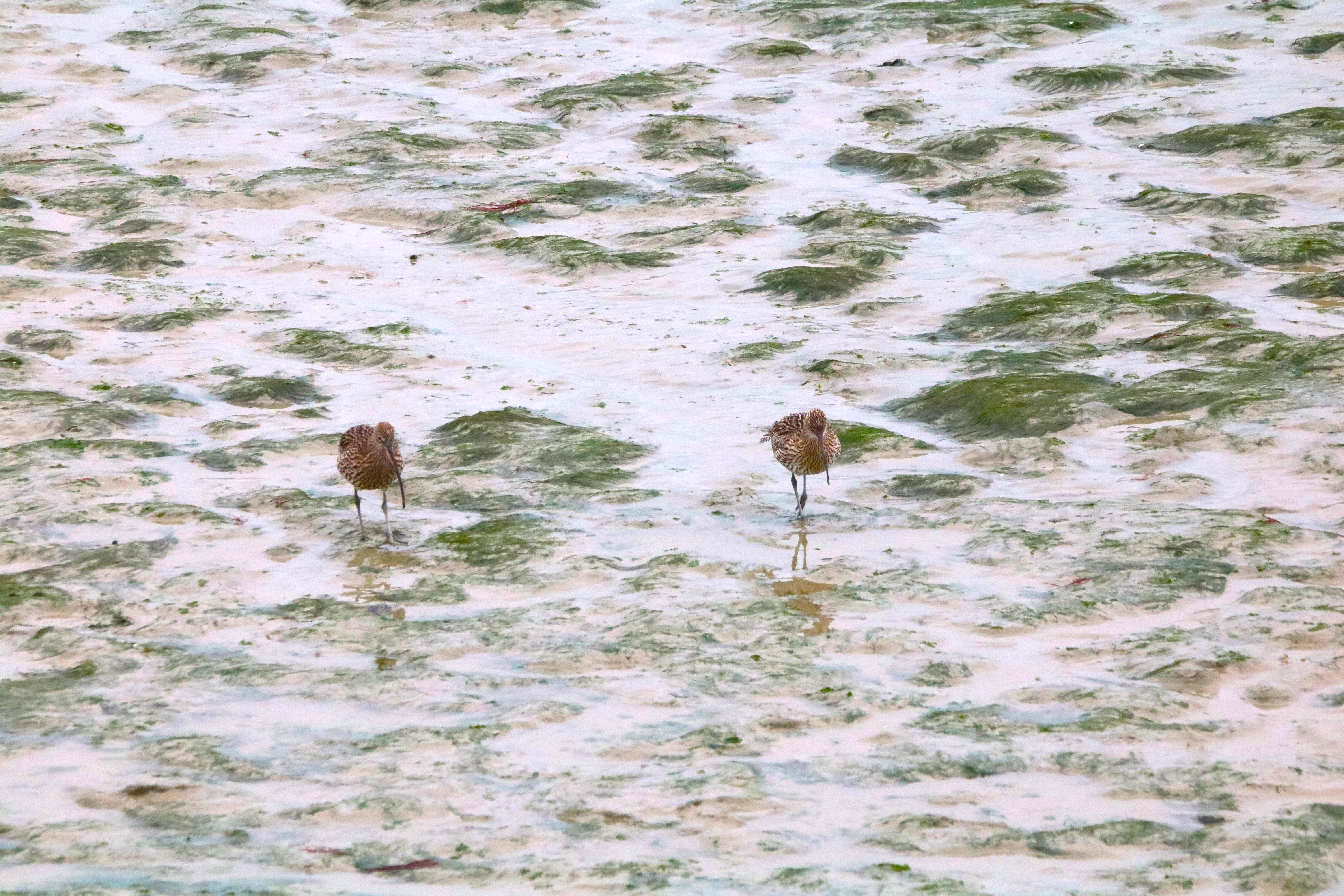Courlis cendré pointe Illemont 17 décembre 2024 (5).JPG