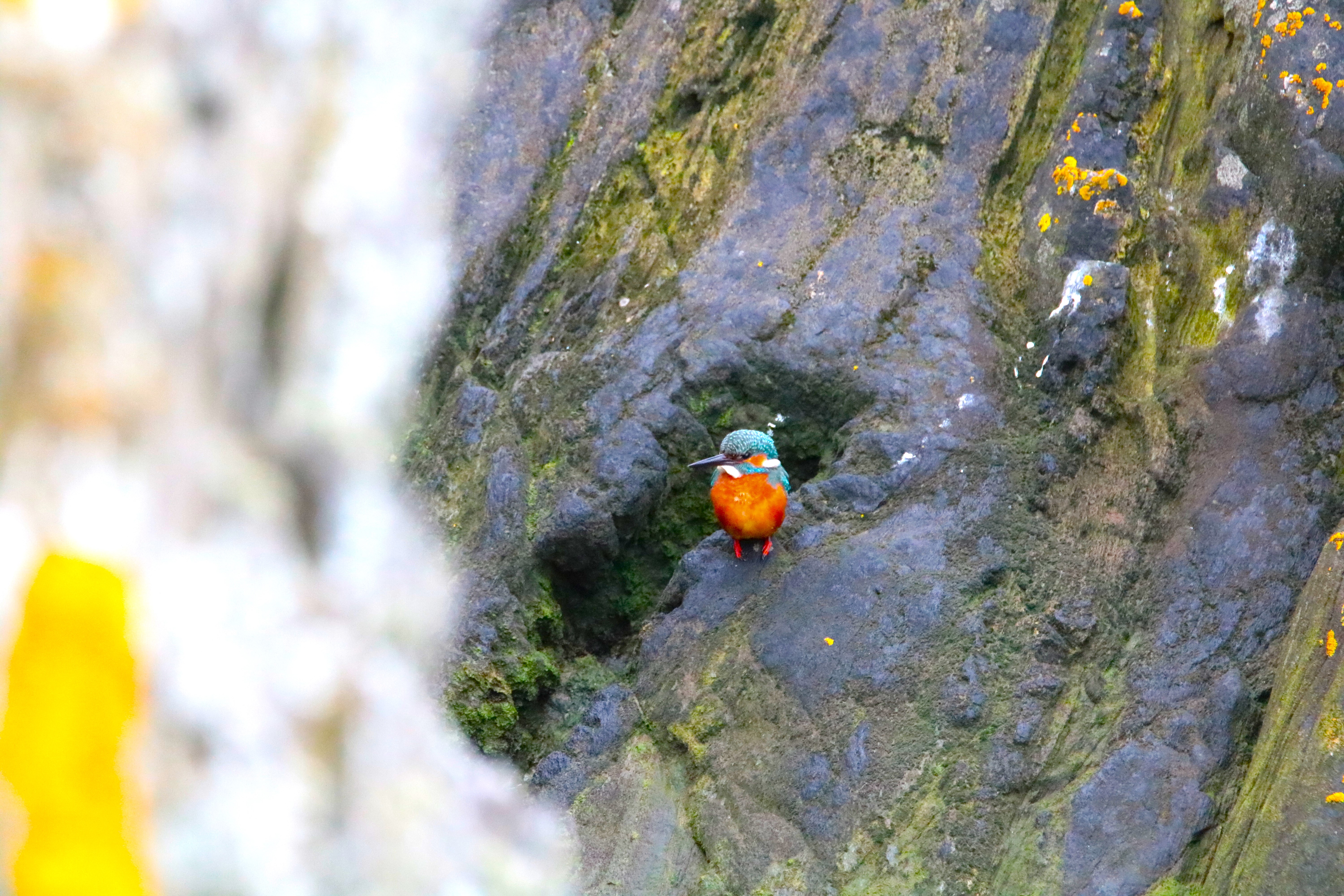Martin-pêcheur mâle pointe Illemont 17 décembre 2024.JPG