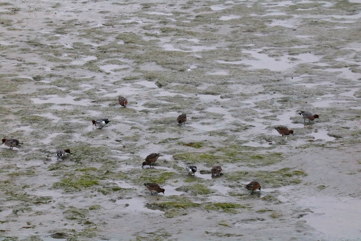 Canards siffleurs pointe Illemont Vendredi 27 décembre 2024 (1).JPG