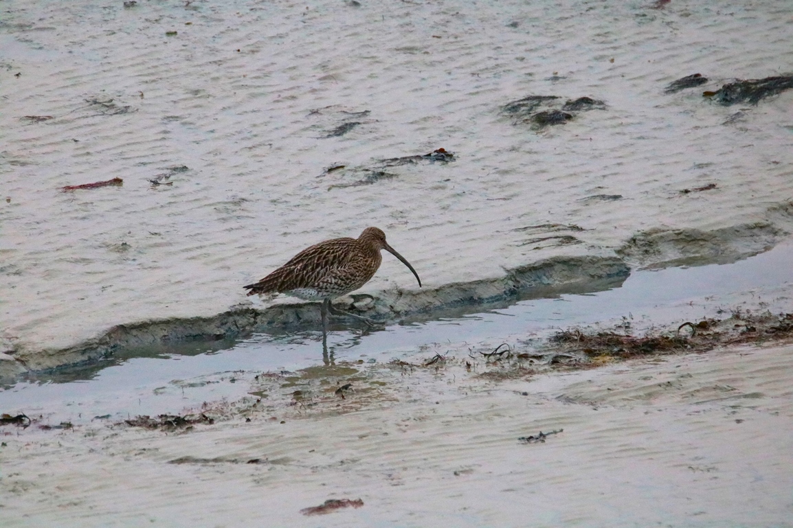 Courlis cendré Pointe Illemont Vendredi 27 décembre 2024.JPG
