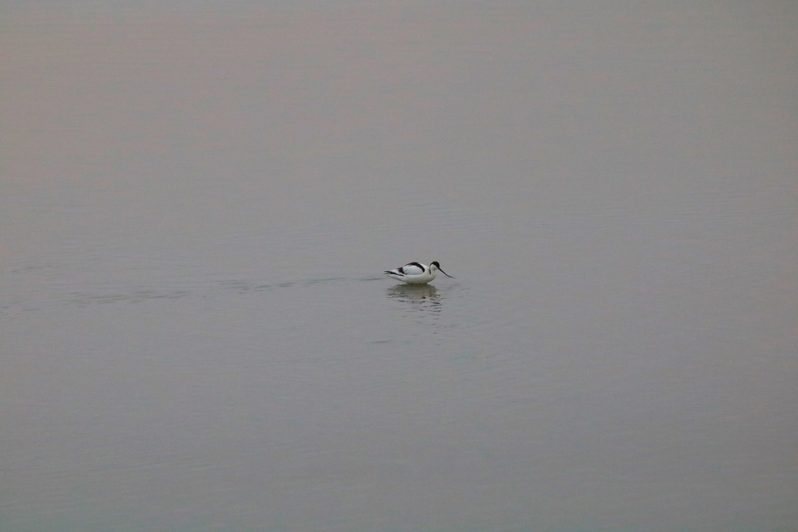 Avocette élégante pointe Illemont Vendredi 27 décembre 2024 (5).JPG