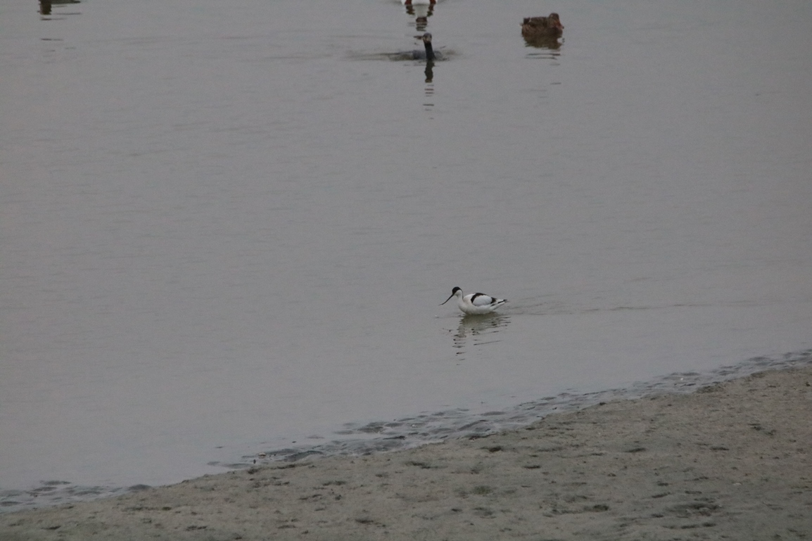 Avocette élégante pointe Illemont Vendredi 27 décembre 2024 (8).JPG
