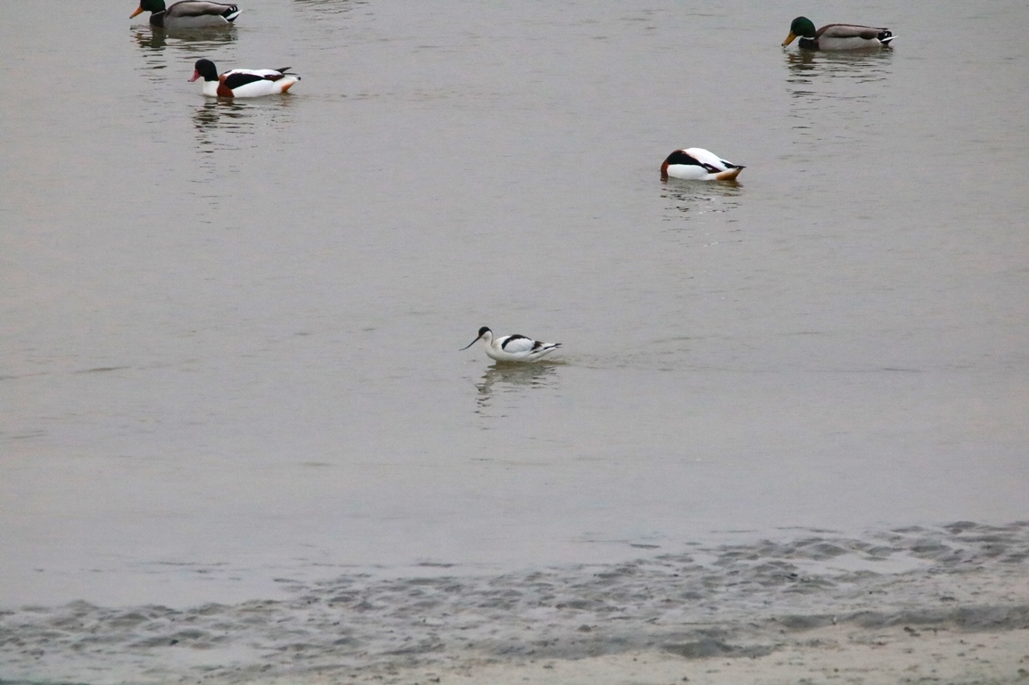 Avocette élégante pointe Illemont Vendredi 27 décembre 2024 (9).JPG