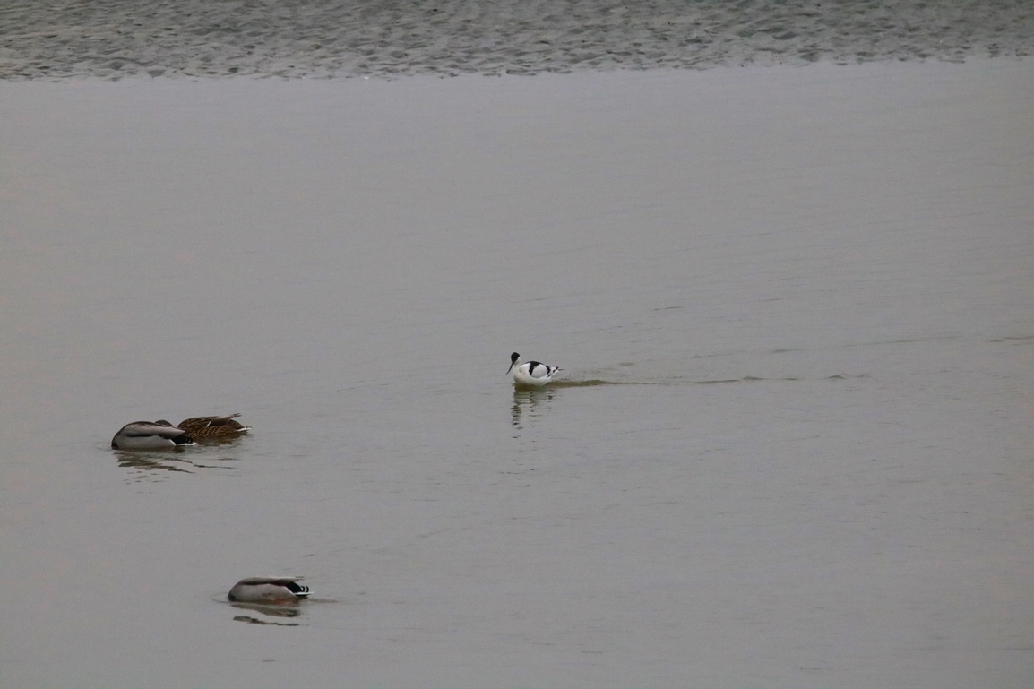 Avocette élégante pointe Illemont Vendredi 27 décembre 2024 (10).JPG
