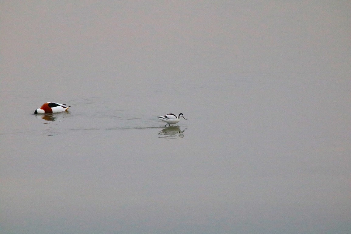 Avocette élégante pointe Illemont Vendredi 27 décembre 2024.JPG