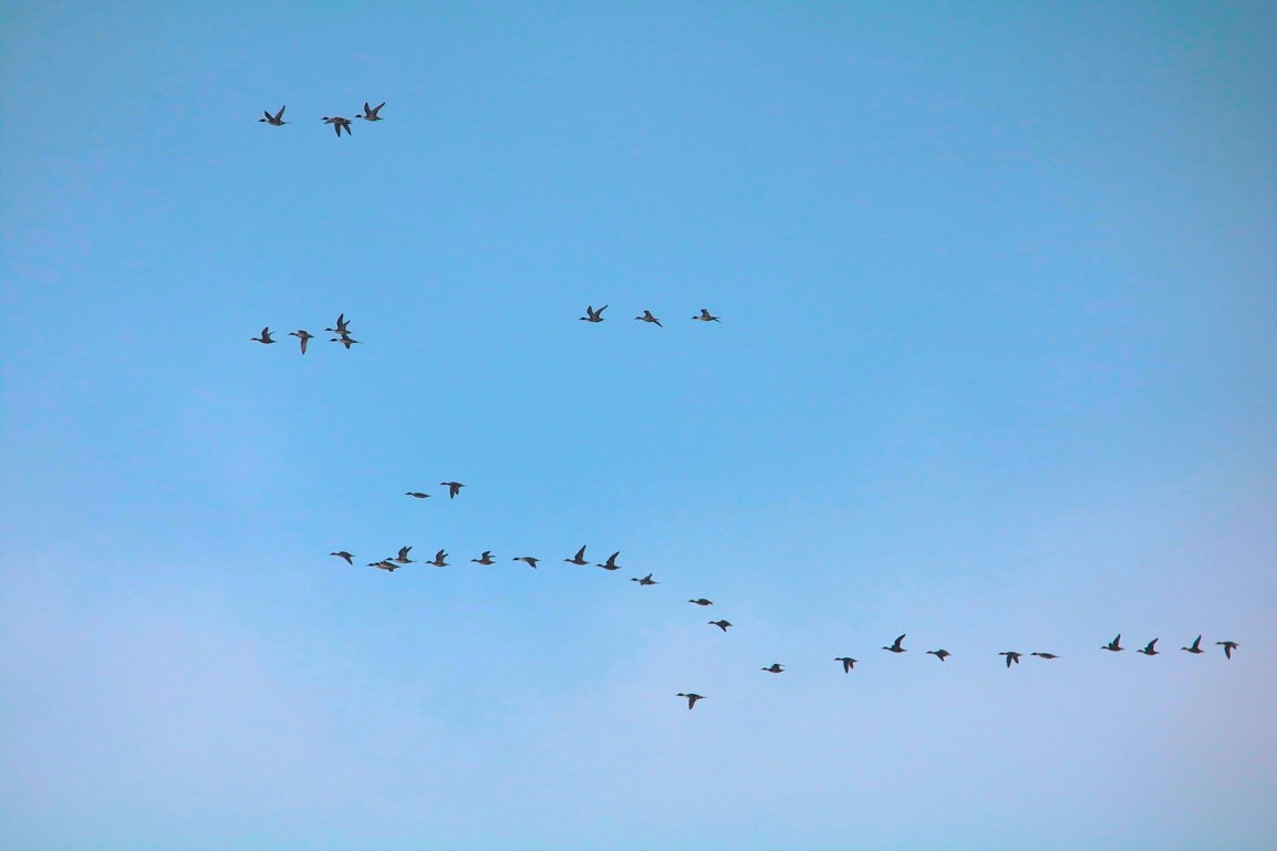 Canards pilets pointe Illemont Vendredi 27 décembre 2024 - Copie (2).JPG