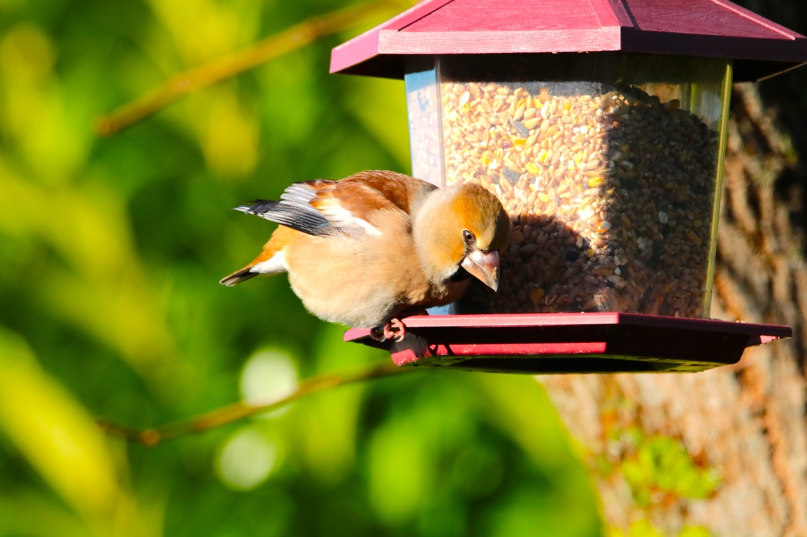Gros bec casse noyaux jardin 9 Janvier 2025 (2).JPG