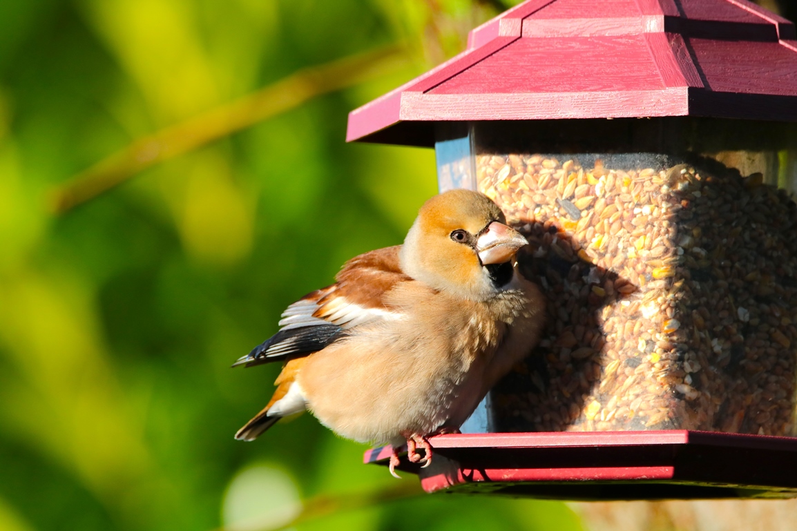 Gros bec casse noyaux jardin 9 Janvier 2025 (3).JPG