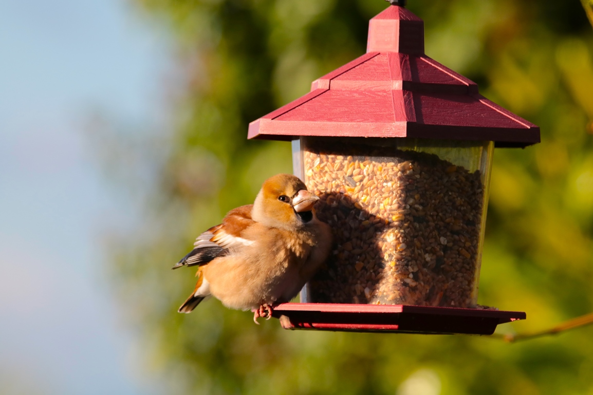 Gros bec casse noyaux jardin 9 Janvier 2025 (5).JPG