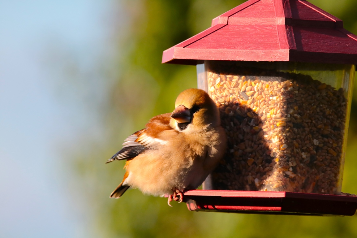 Gros bec casse noyaux jardin 9 Janvier 2025 (6).JPG