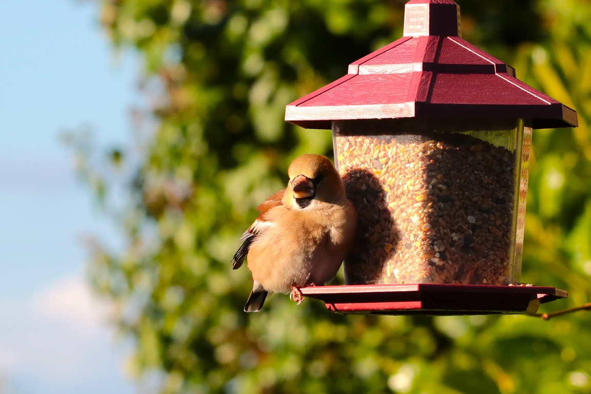 Gros bec casse noyaux jardin 9 Janvier 2025 (7).JPG