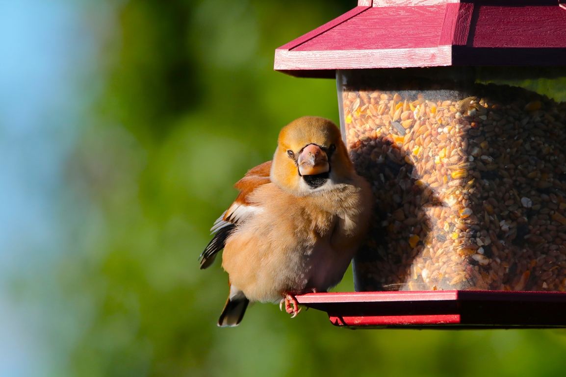 Gros bec casse noyaux jardin 9 Janvier 2025 (8).JPG
