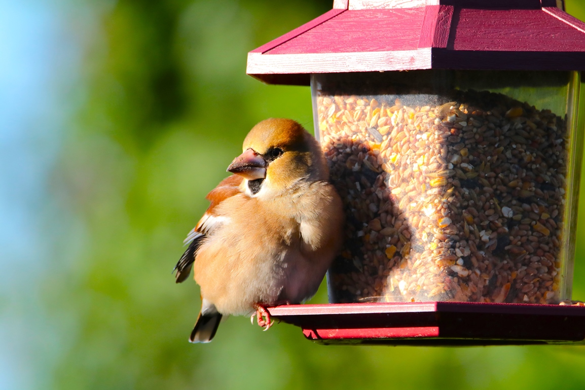 Gros bec casse noyaux jardin 9 Janvier 2025 (9).JPG