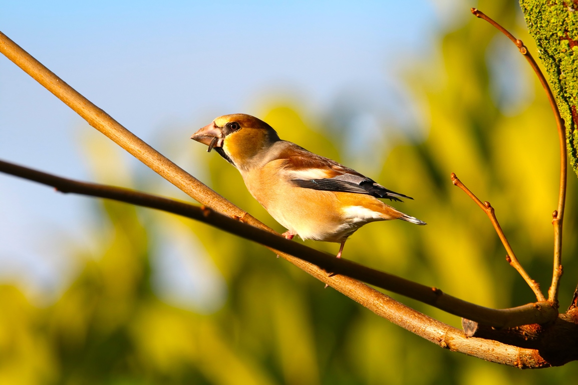 Gros bec casse noyaux jardin 9 Janvier 2025 (4).JPG