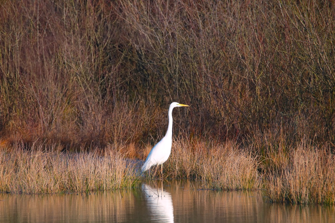 Grande Aigrette ballastière Hunaudaye Dimanche 12 Janvier 2025 (3).JPG
