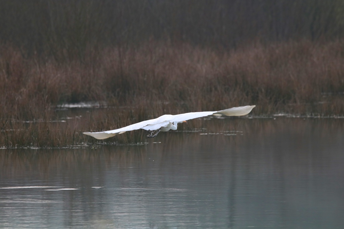 Grande Aigrette ballastière Hunaudaye Dimanche 12 Janvier 2025 (1).JPG