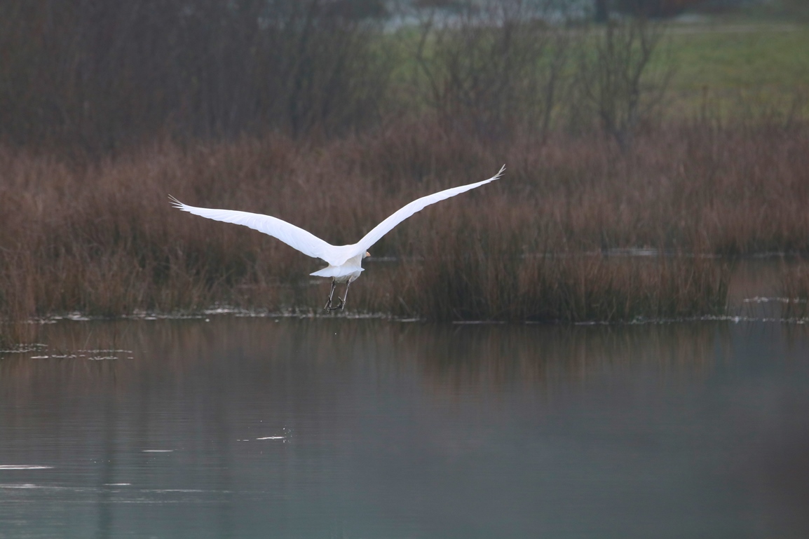 Grande Aigrette ballastière Hunaudaye Dimanche 12 Janvier 2025 (2).JPG