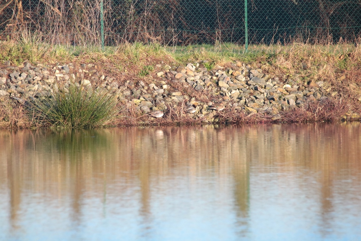 Sarcelle d'hiver bassins les rochers Dimanche 12 Janvier 2025 (3).JPG