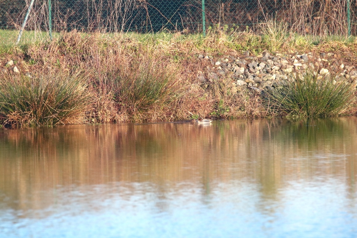 Sarcelle d'hiver bassins les rochers Dimanche 12 Janvier 2025 (1).JPG