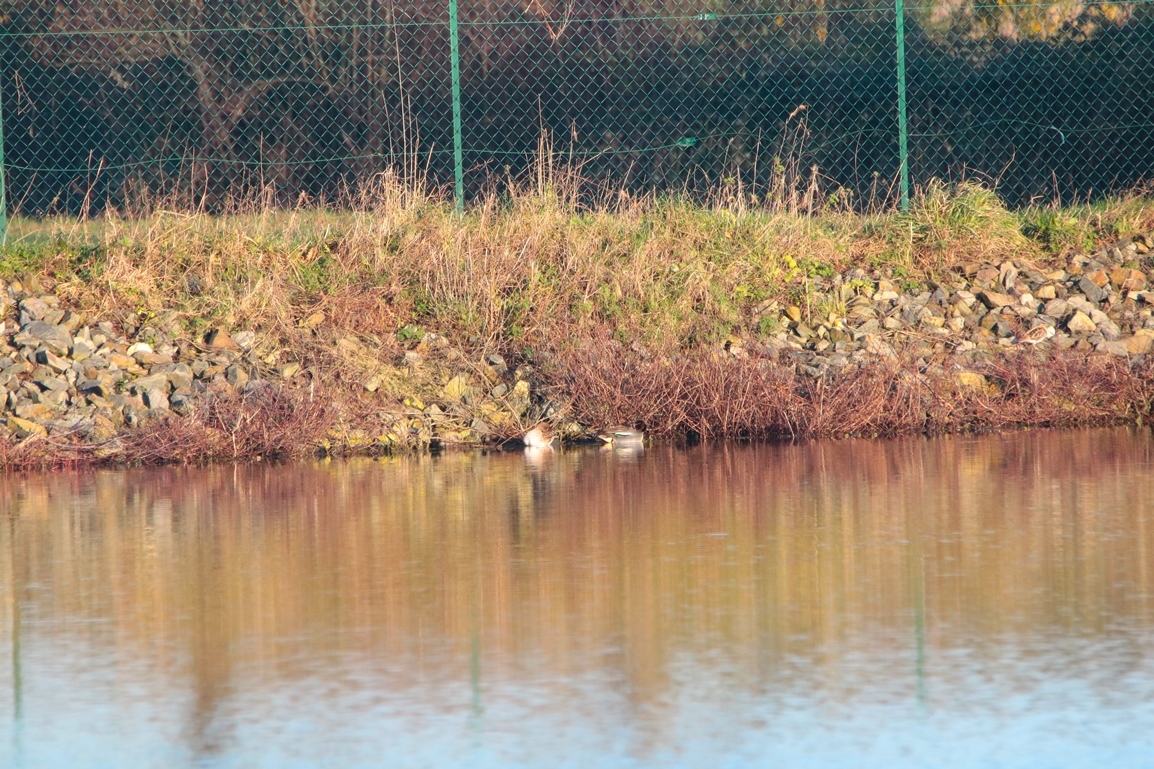 Sarcelle d'hiver bassins les rochers Dimanche 12 Janvier 2025 (2).JPG