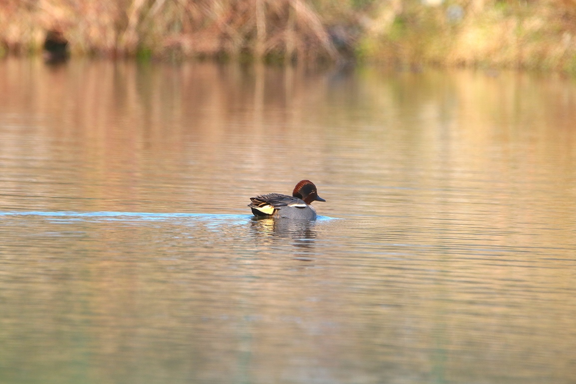Sarcelle d'hiver bassin Pommeret Jeudi 16 Janvier 2025 (4).JPG
