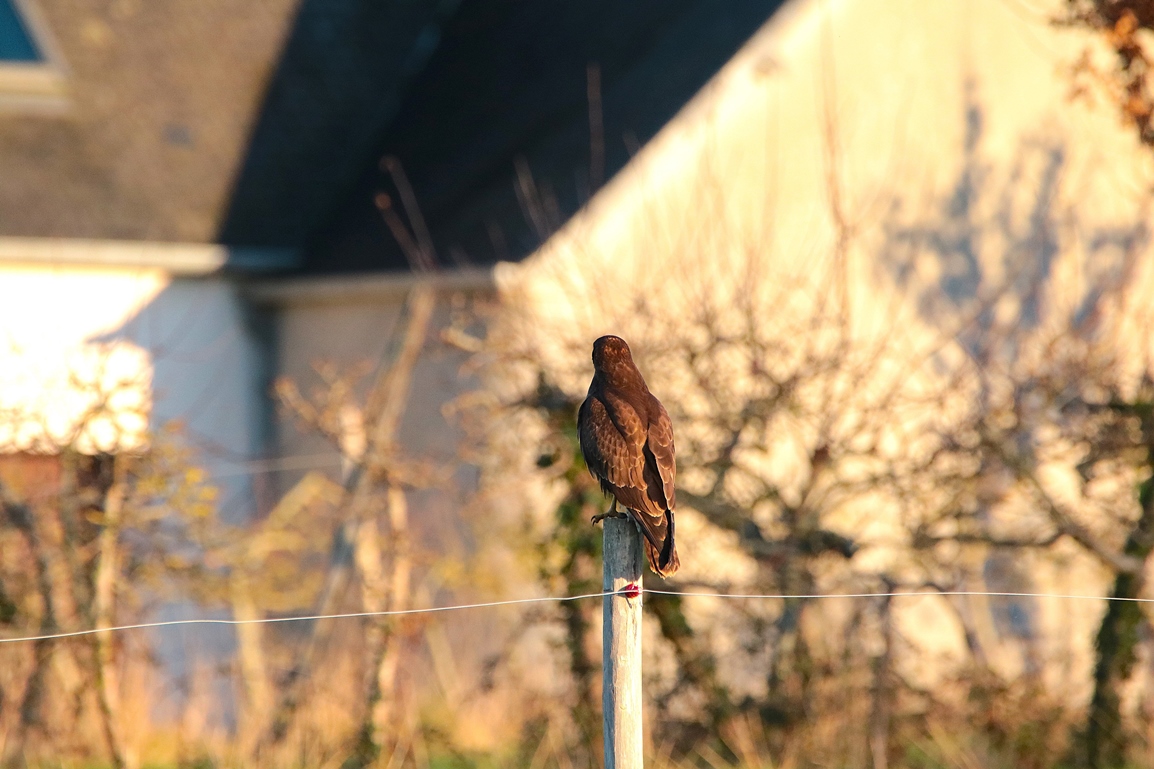 Buse variable la ville-fini Morieux Jeudi 16 Décembre 2025 (1).JPG