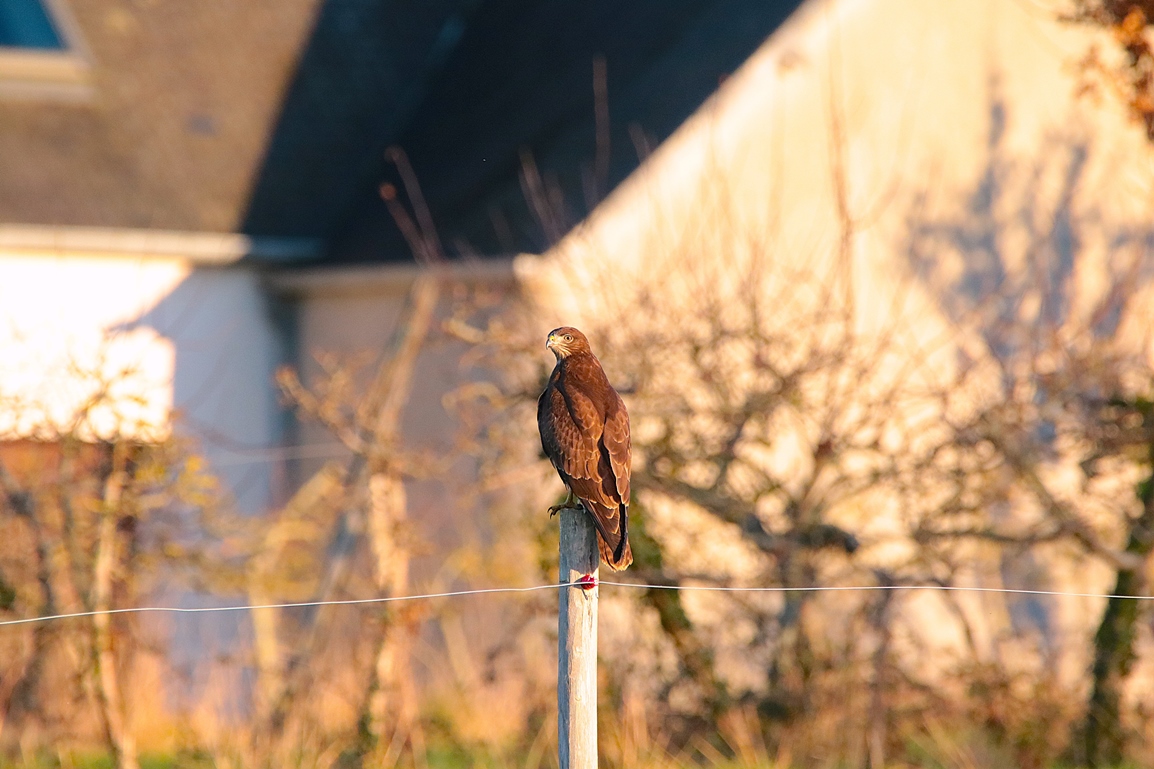 Buse variable la ville-fini Morieux Jeudi 16 Décembre 2025 (2).JPG