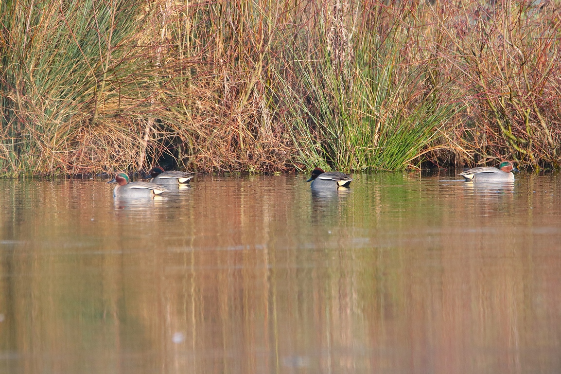 Sarcelles d'hiver lagunes Pommeret Mercredi 5 Février 2025.JPG