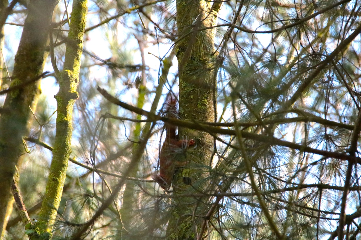 Ecureuil roux pinède lagunes Pommeret Mercredi 5 Février 2025 (1).JPG