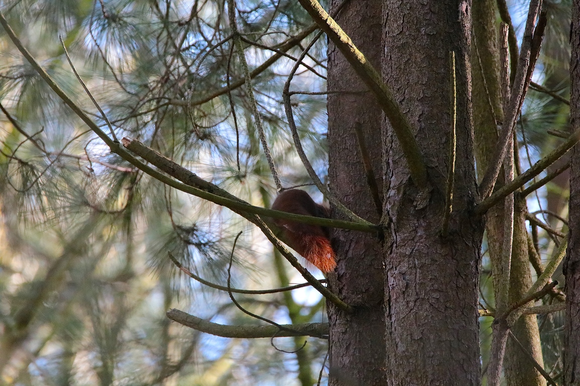 Ecureuil roux pinède lagunes Pommeret Mercredi 5 Février 2025 (2).JPG