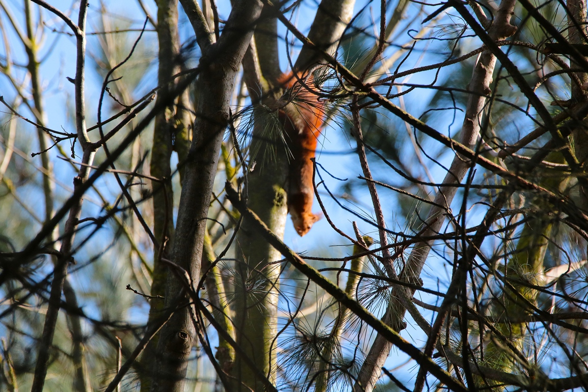 Ecureuil roux pinède lagunes Pommeret Mercredi 5 Février 2025 (3).JPG