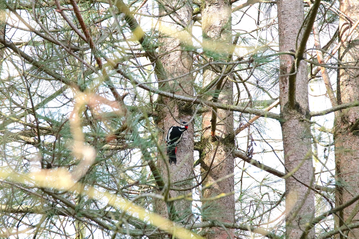 Pic-épeiche pinède lagunes Pommeret Mercredi 5 Février 2025 (2).JPG