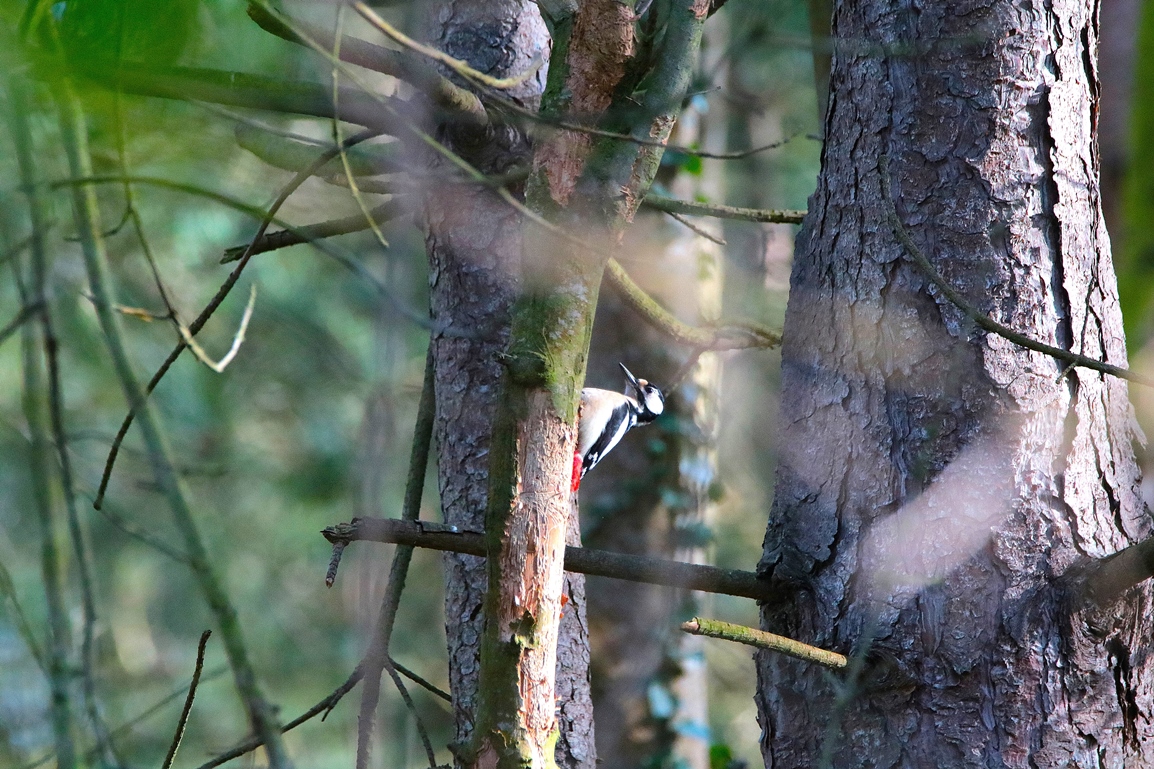 Pic-épeiche pinède lagunes Pommeret Mercredi 5 Février 2025 (3).JPG