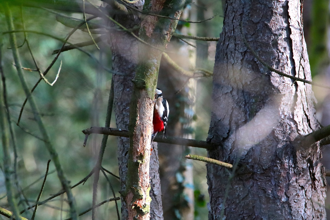 Pic-épeiche pinède lagunes Pommeret Mercredi 5 Février 2025 (4).JPG