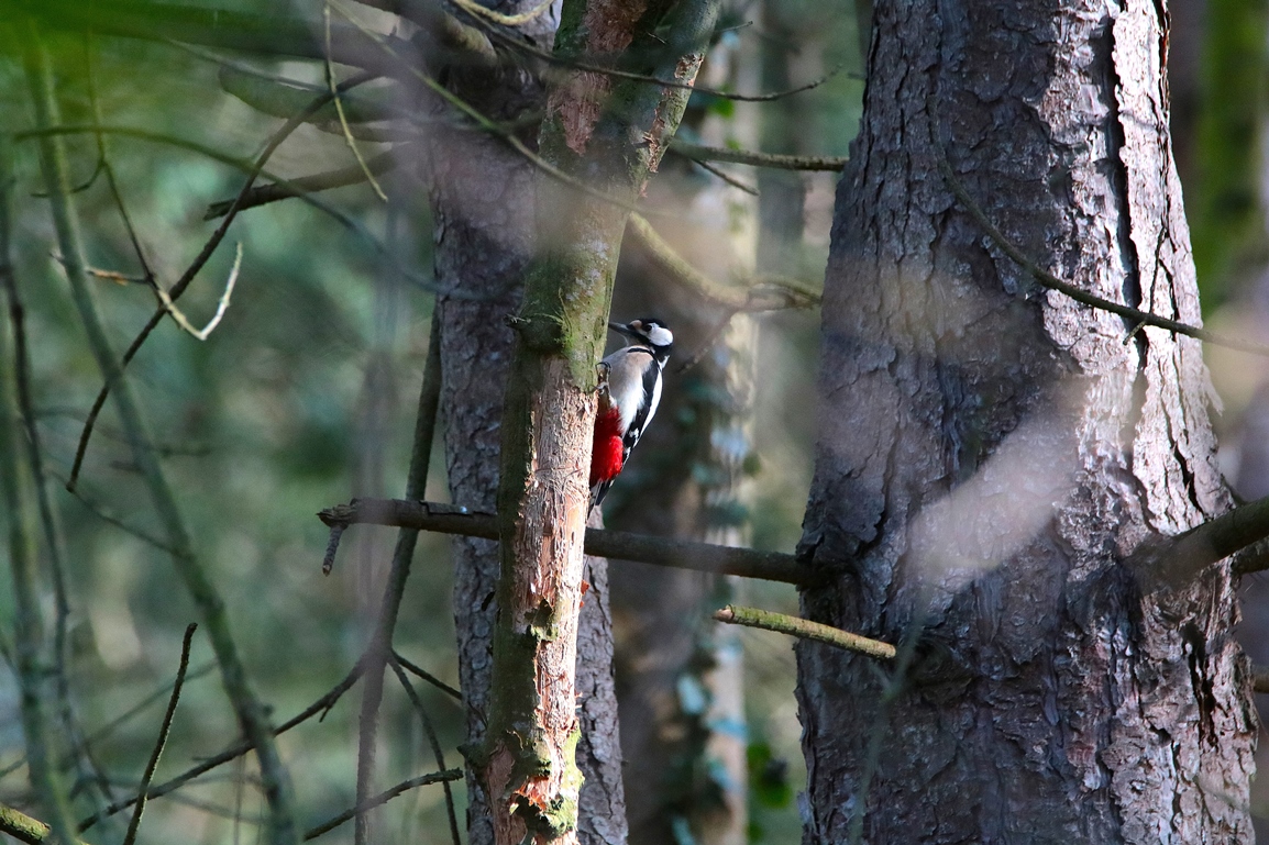 Pic-épeiche pinède lagunes Pommeret Mercredi 5 Février 2025 (5).JPG