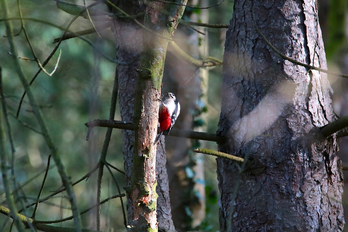 Pic-épeiche pinède lagunes Pommeret Mercredi 5 Février 2025 (1).JPG