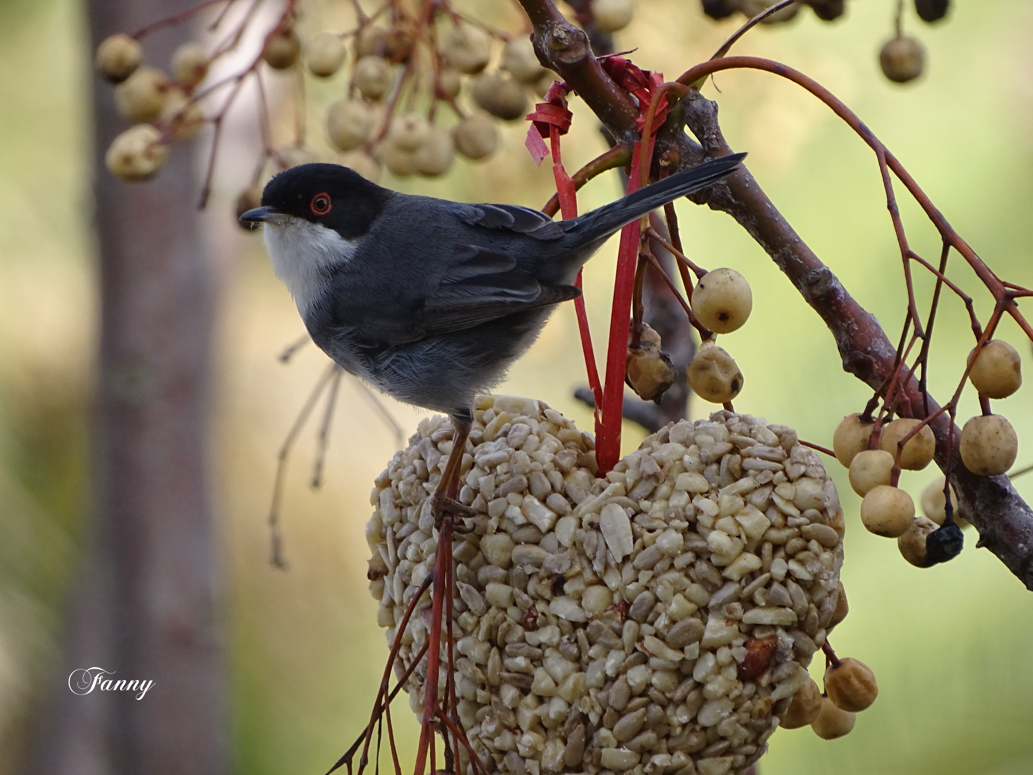 St valentin Fauvette signée 2025 DSC01852.jpg