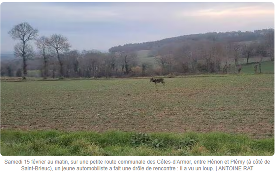 Photographie du loup à Hénon 18 Février 2025.png