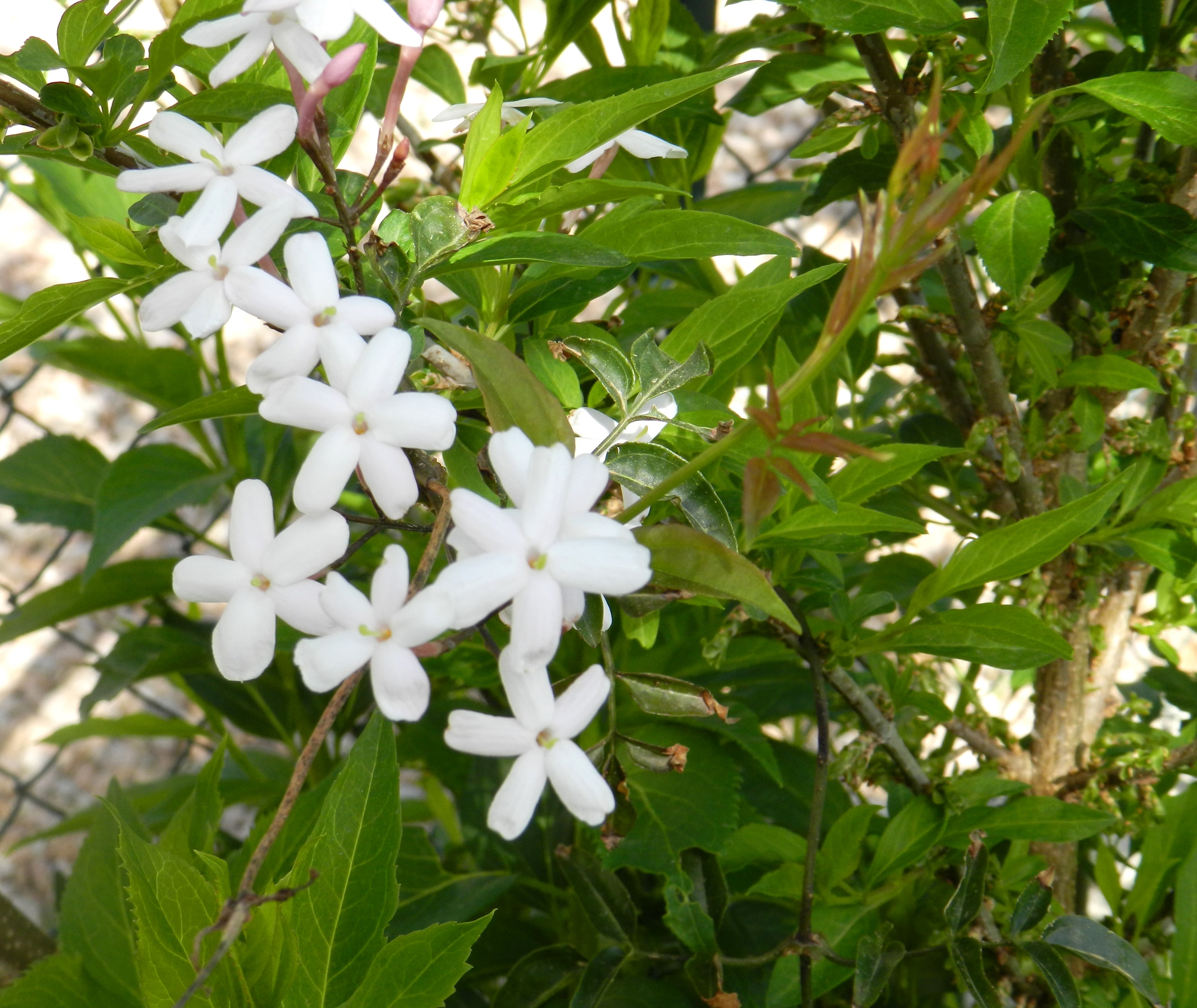 jasmin.JPG