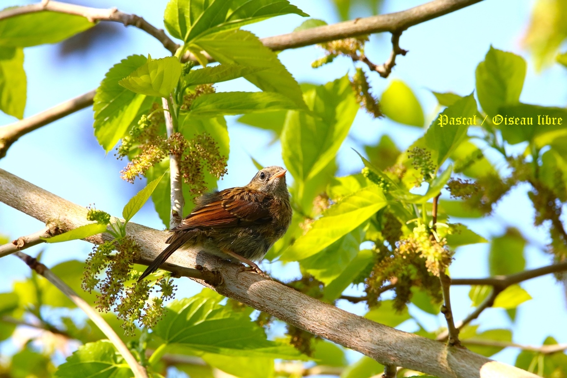 Jeune merle 28 Avril 2025.JPG