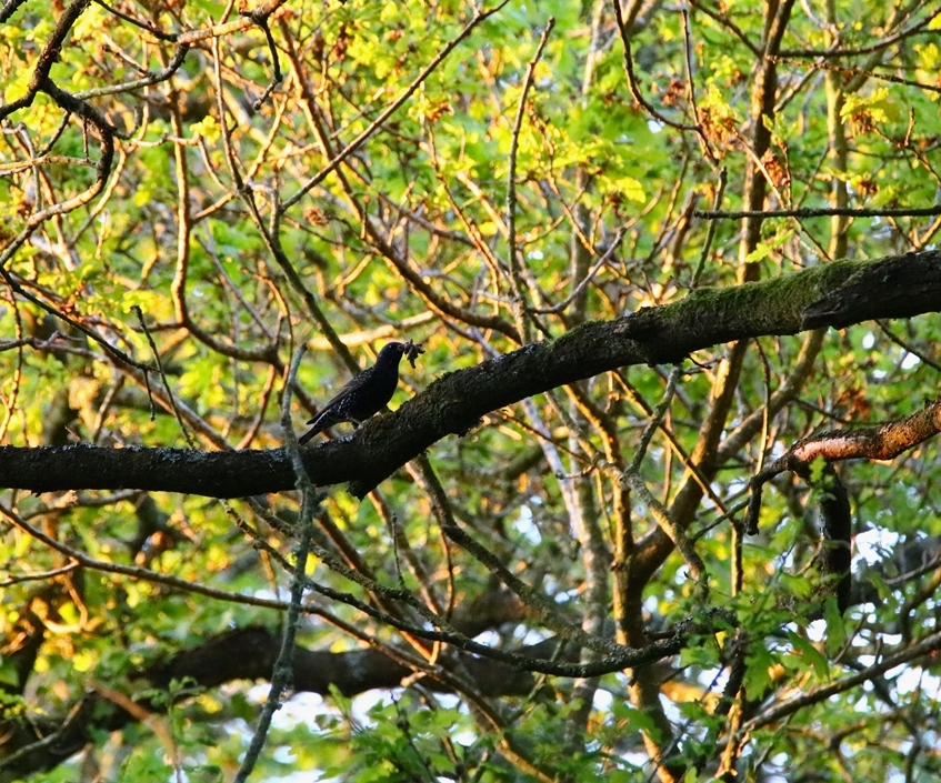 Nidification Etourneau sansonnet bois de St-Aaron Mercredi 30 Avril 2025-crop.JPG
