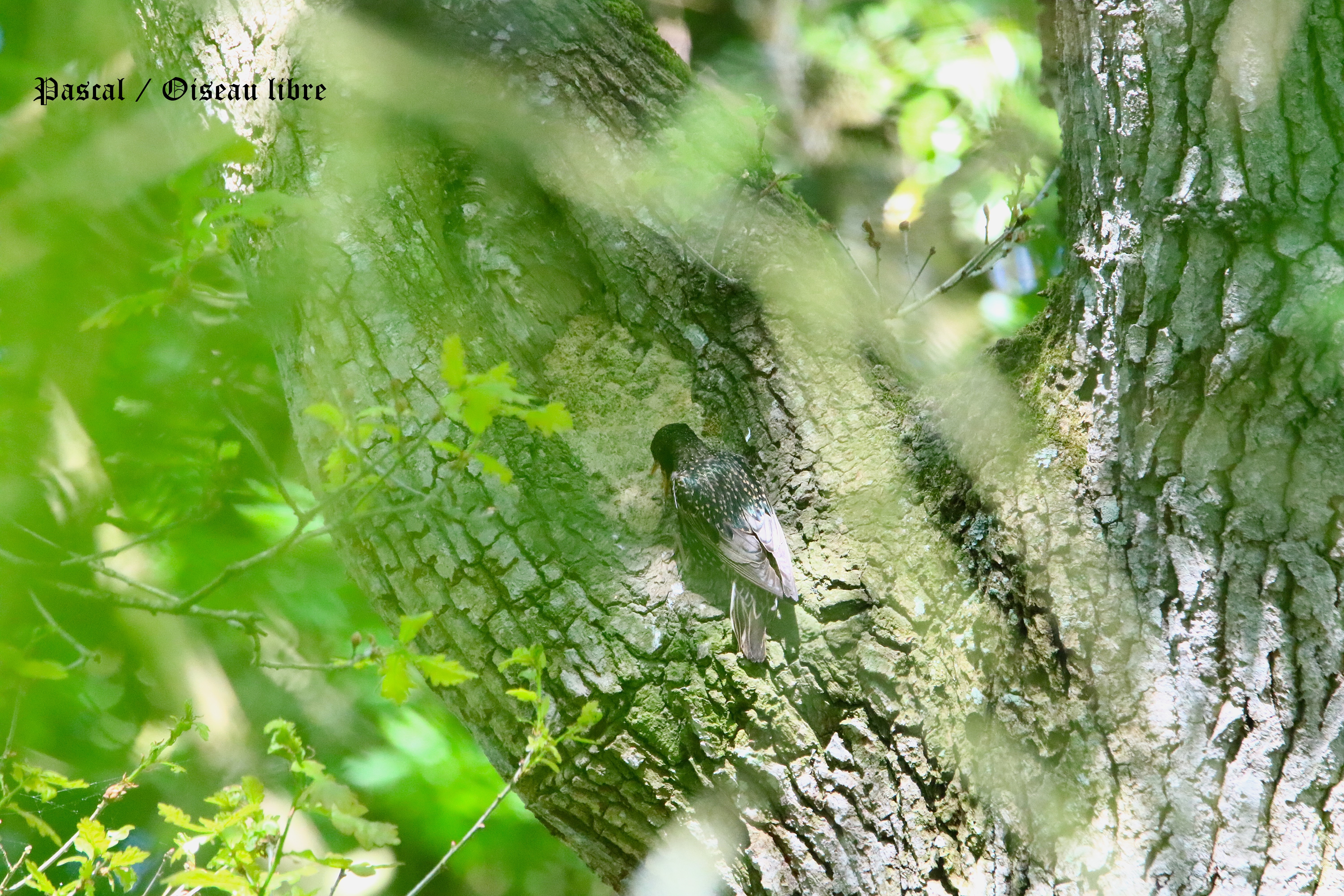 Nidification Etourneau sansonnet dans ancienne loge de Sitelle Mercredi 30 Avril 2025 (1).JPG