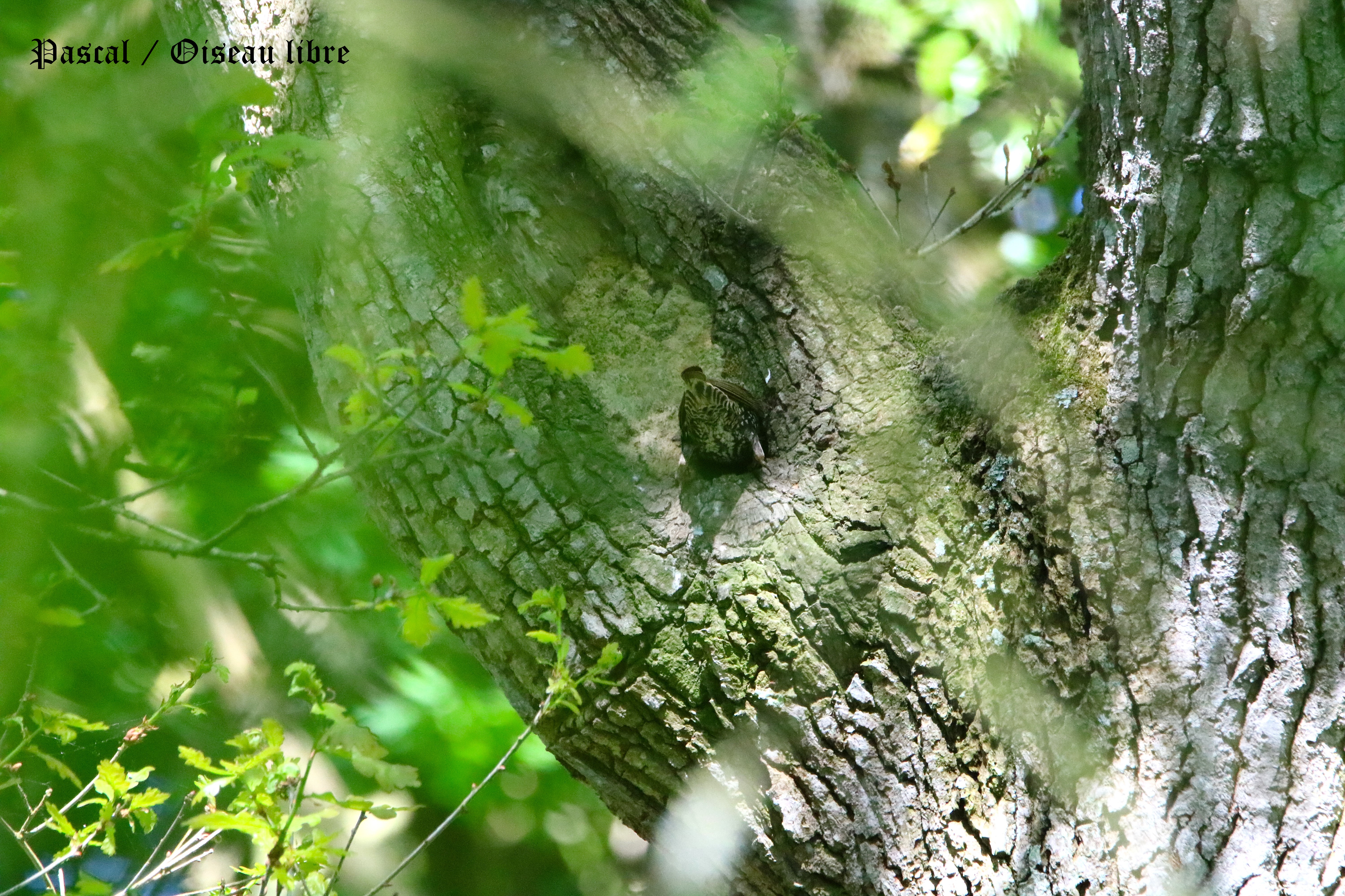 Nidification Etourneau sansonnet dans ancienne loge de Sitelle Mercredi 30 Avril 2025 (2).JPG