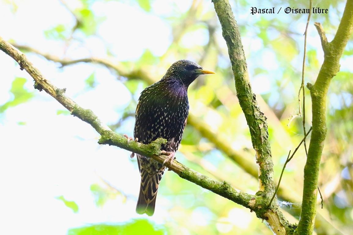 Etourneau sansonnet adulte nuptial Bois St-Aaron Mercredi 30 Avril 2025 (5).JPG