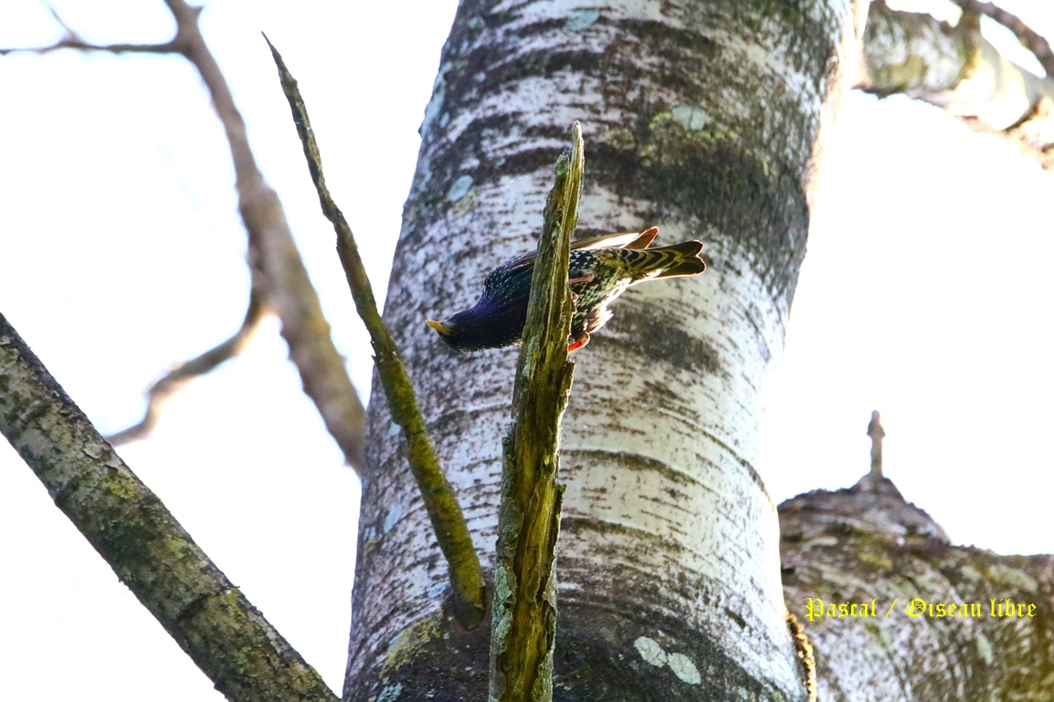 Etourneau sansonnet adulte nuptial Bois St-Aaron Mercredi 30 Avril 2025 (6).JPG