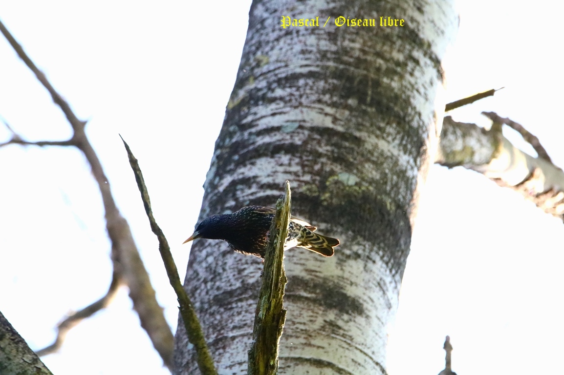 Etourneau sansonnet adulte nuptial Bois St-Aaron Mercredi 30 Avril 2025 (7).JPG