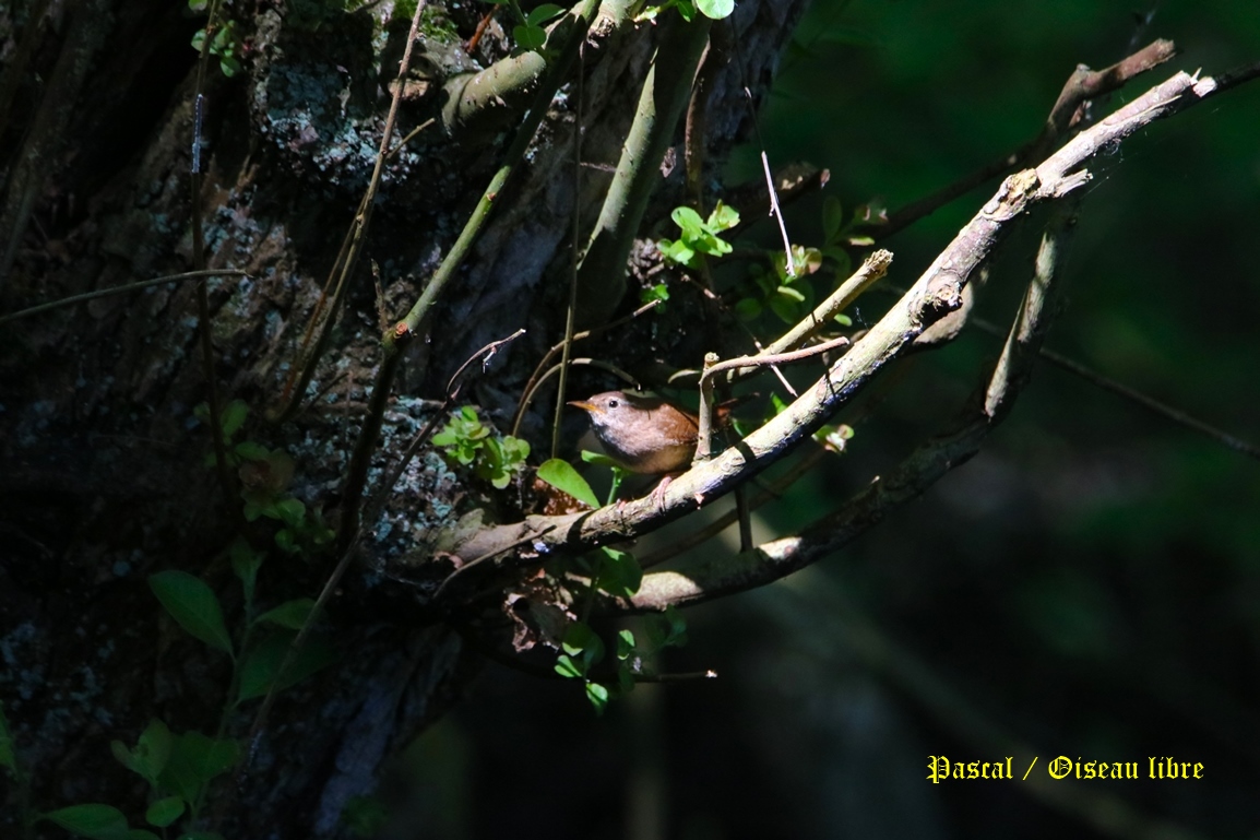 Troglodyte-mignon bois de St-Aaron Mercredi 30 Avril 2025 (1).JPG
