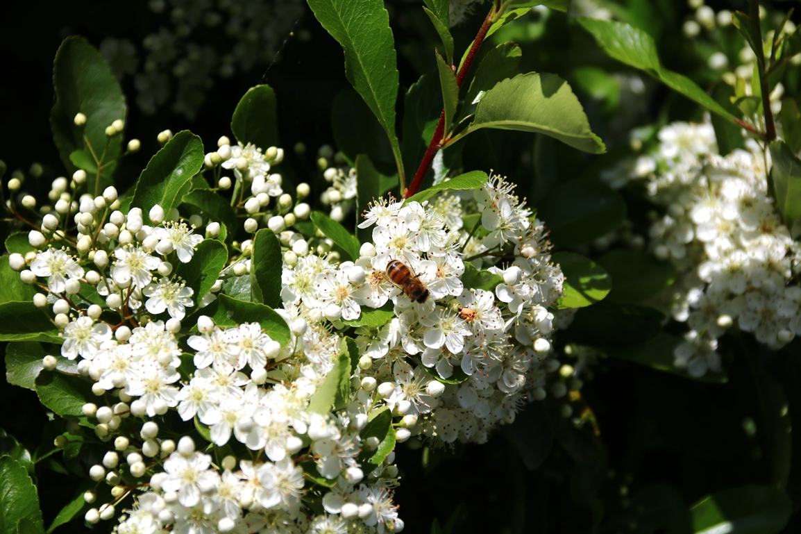 Abeille européenne ( apis mellifera ).JPG